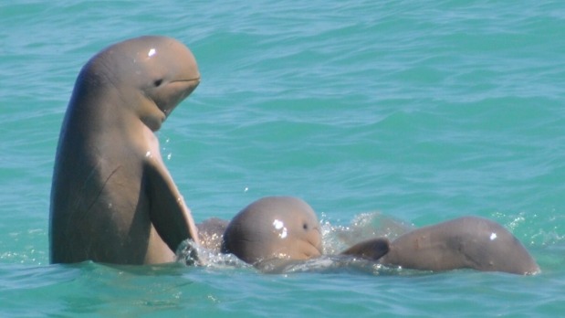 Seeing snubfin dolphins in Western Australia: Broome's best-kept secret