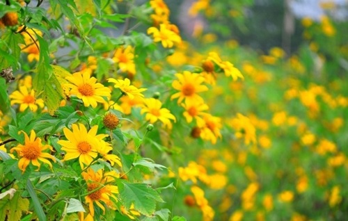 Ba điểm 'săn' hoa dã quỳ hot nhất mùa thu năm nay