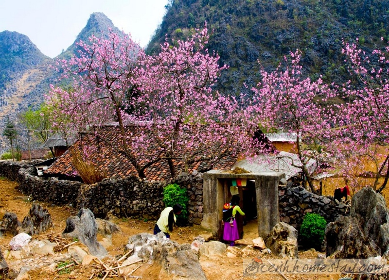 Lạc lối trên những mùa hoa đẹp say đắm lòng người ở Hà Giang