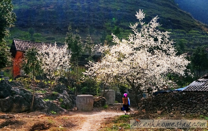 Lạc lối trên những mùa hoa đẹp say đắm lòng người ở Hà Giang
