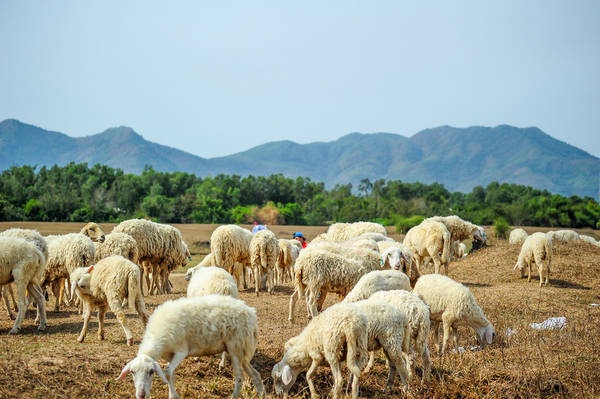 Đồng Cừu Suối Nghệ – Địa điểm check in chụp ảnh siêu ‘ hot ’ ở Vũng Tàu