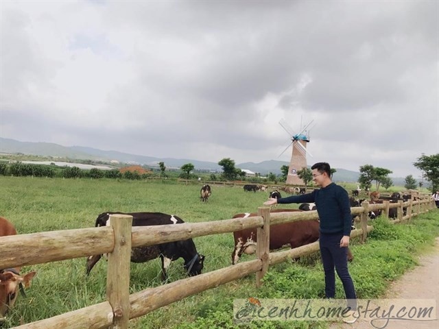 trang trại bò sữa Vinamilk Organic Đà Lạt
