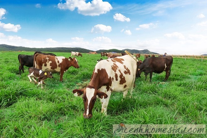 trang trại bò sữa Vinamilk Organic Đà Lạt