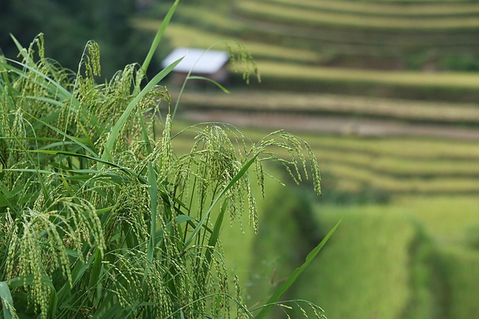 6 công đoạn làm cốm của người La Chí ở Hà Giang