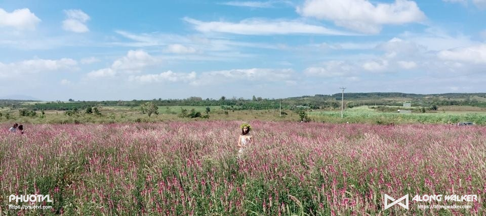 Cánh đồng hoa cỏ nến rực rỡ sắc hồng khiến teen Gia Lai đứng ngồi không yên