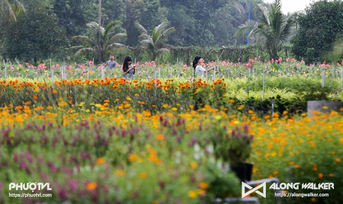 Vườn hoa tam giác mạch khoe sắc ở ngoại thành Sài Gòn