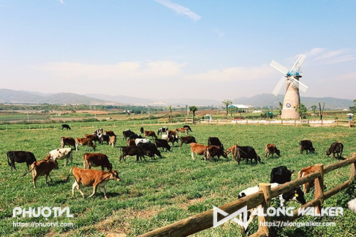 Hình ảnh những chú bò sữa tung tăng gặm cỏ trở thành background sống ảo cực chất. Ảnh: Quỳnh Trần.