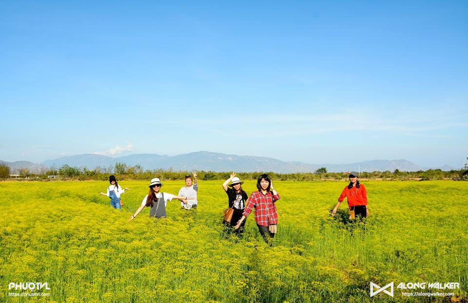 Hướng dẫn chi tiết đường đi tham quan cánh đồng hoa thì là ở Ninh Thuận