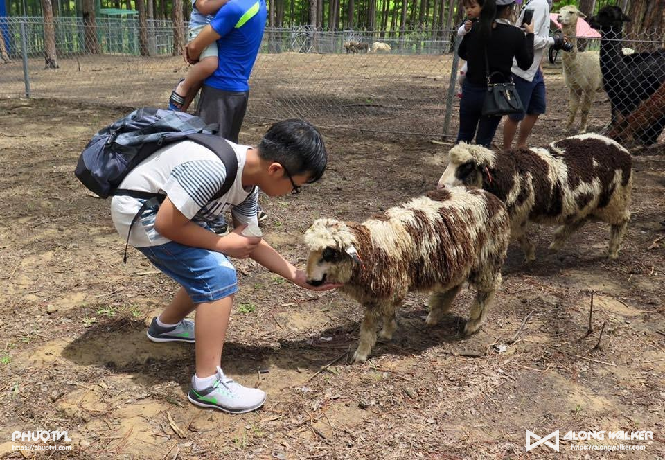 Zoodoo - Sở thú đẹp như Châu Âu ở Đà Lạt phải check-in một lần trong đời