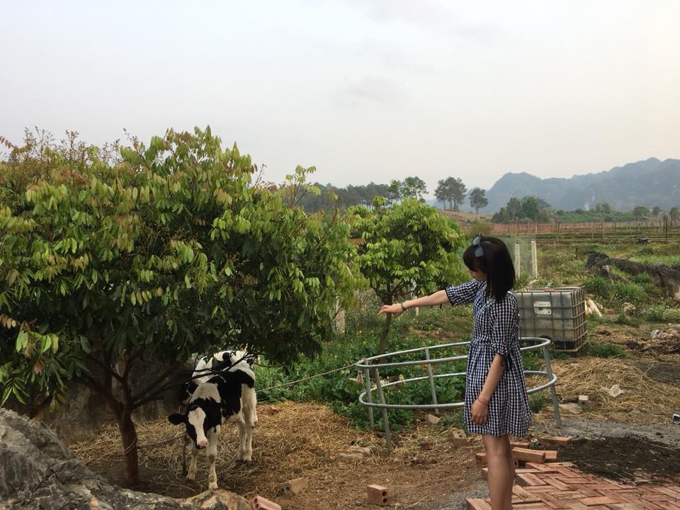 trải nghiệm nông trường bò sữa mộc châu