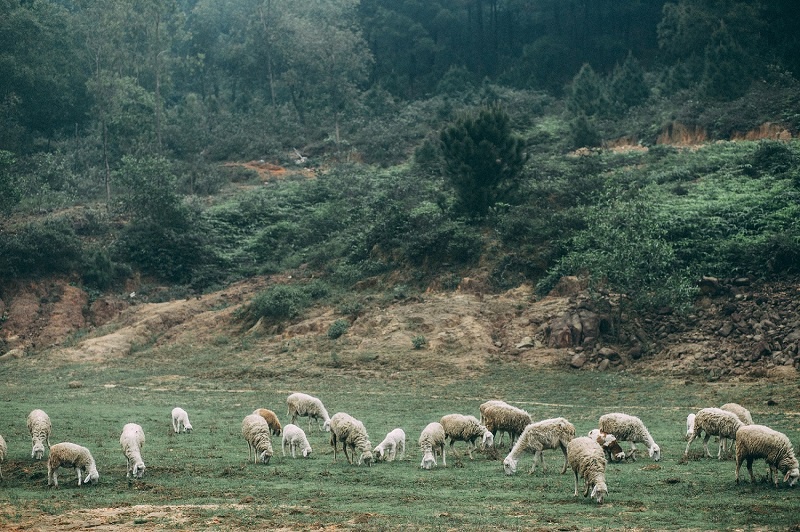 Đồi cừu Vũng Tàu – địa điểm chụp ảnh cực “hot” cho giới trẻ