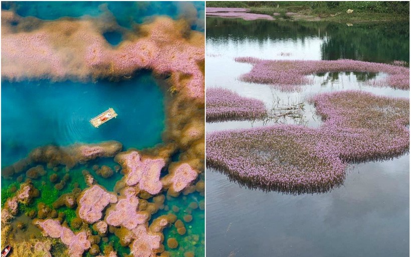 Hồ tảo hồng B’lao ở Bảo Lộc: Kinh nghiệm tham quan chụp ảnh đẹp mê hồn