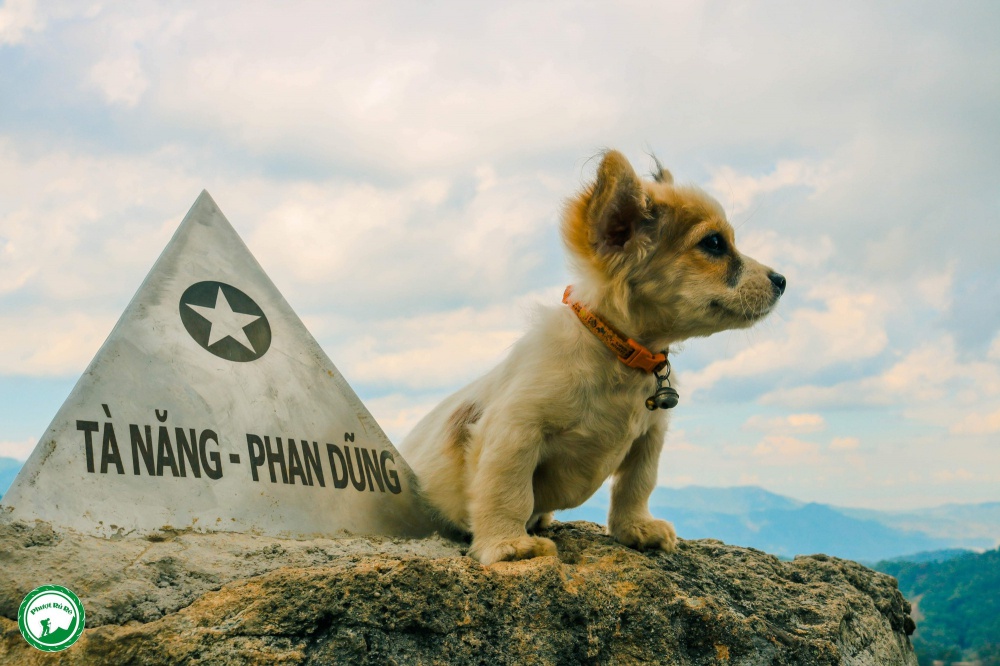 Cún cưng 'Tiểu Cư' đi phượt khắp Việt Nam khiến CĐM ganh tỵ