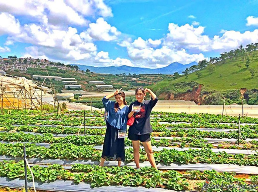 10 Homestay Đà Lạt có vườn farm: dâu tây, rau, hoa, hồng cho khách trải nghiệm