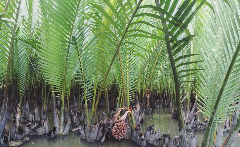 Kinh nghiệm du lịch rừng dừa Bảy Mẫu cực đẹp trong lòng Hội An