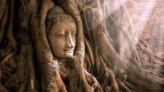 Bí ẩn đầu tượng mặt Phật bị kẹt trong rễ cây cổ thụ ở Thái Lan