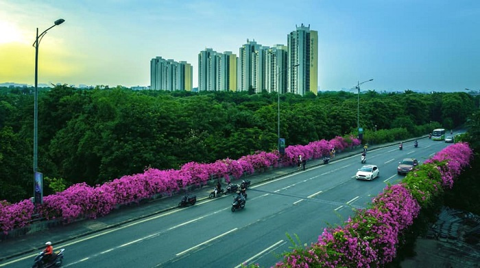 ‘Tái ngộ’ với cây cầu hoa giấy bỗng nở rộ ở khu đô thị Ecopark Hà Nội