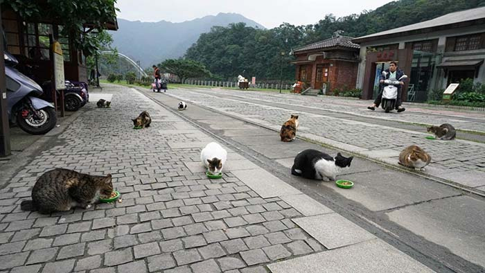 du lịch Đài Loan, làng mèo Houtong, Làng mèo Đài Loan, làng mèo houtong, làng mèo Đài Loan