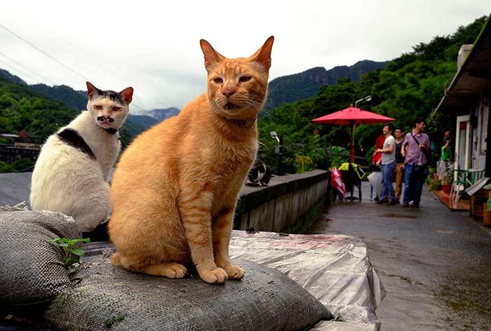 du lịch Đài Loan, làng mèo Houtong, Làng mèo Đài Loan, làng mèo houtong, làng mèo Đài Loan