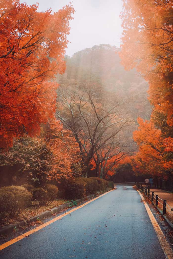 Du lịch Hàn Quốc mùa thu, du lịch Hàn Quốc, Du lịch Hàn Quốc mùa nào đẹp nhất, Hàn Quốc mùa thu, du lịch Hàn Quốc