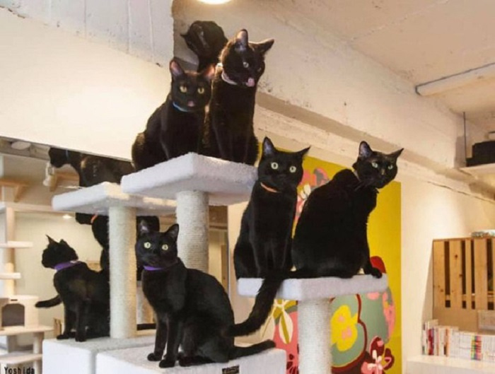 Đến thăm quán cà phê mèo đen duy nhất trên thế giới