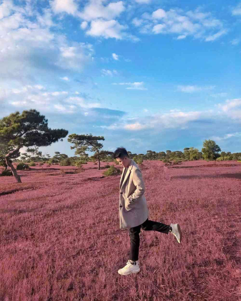 Top 3 đồi cỏ hồng đẹp nhất Đà Lạt – Điểm dừng chân lý tưởng cho những tâm hồn mộng mơ