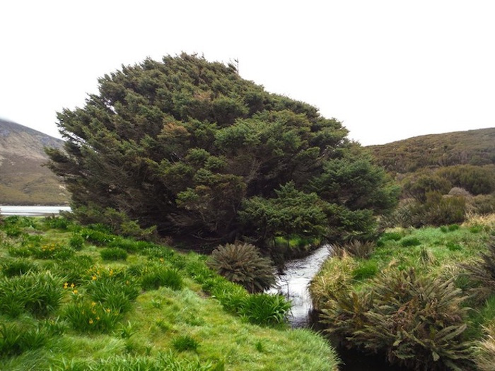 Đến hòn đảo Campbell 'gặp' cây thông cô đơn nhất thế giới