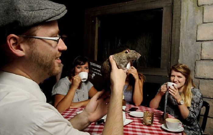 'Dòm' quán cà phê như phim 'Ratatouille': Du khách phải trả 1,1 triệu đồng để được uống cà phê với chuột