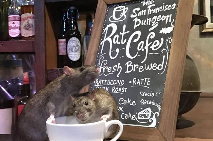 cà phê chuột, cà phê chuột ở mỹ, cà phê chuột Rat Cafe, cà phê chuột