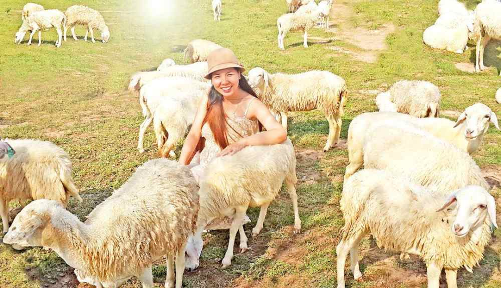 Cánh đồng cừu Vũng Tàu – Thánh địa sống ảo chất lừ hót hòn họt