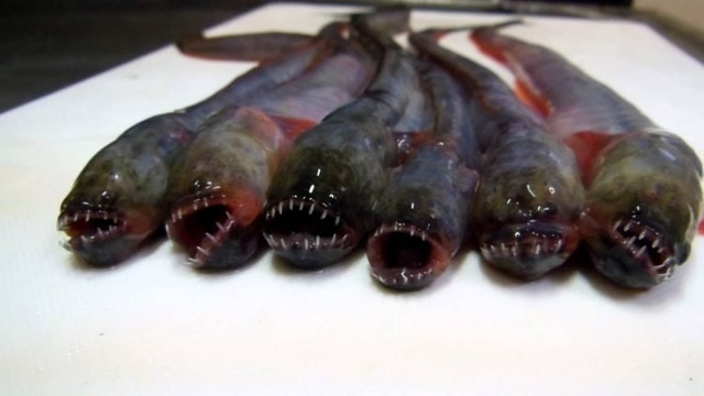 cá sát thủ, cá kì dị, cá đáng sợ