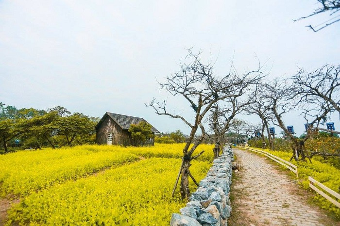 thảo nguyên hoa Long Biên, du lịch Hà Nội, trải nghiệm ở thảo nguyên hoa Long Biên, điểm đến Hà Nội, Thảo nguyên hoa Long Biên