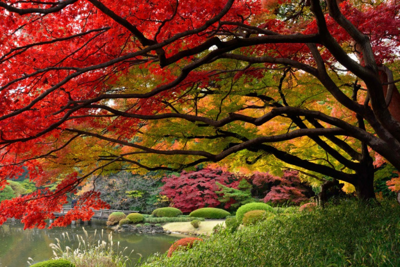 Những địa điểm ngắm lá phong đỏ hấp dẫn ở Nhật Bản (Phần 2)