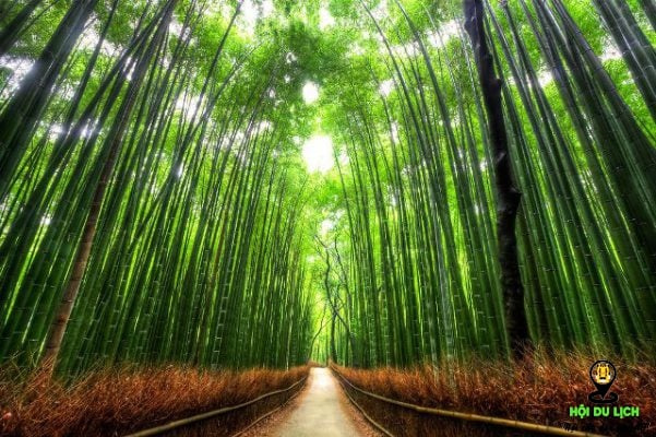 Du lịch rừng trúc Sagano vẻ đẹp độc đáo ở Nhật Bản