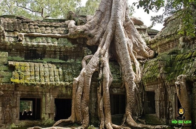 Rễ cây cổ thụ vặn xoắn như trăn khổng lồ muốn nuốt chửng ngôi đền