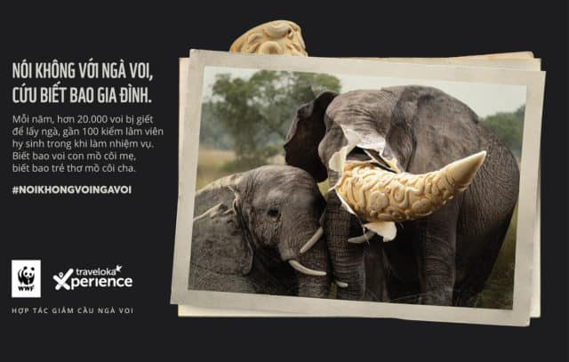 “Du lịch đúng cách”- giải pháp giúp bảo vệ những chú voi cuối cùng trên trái đất 