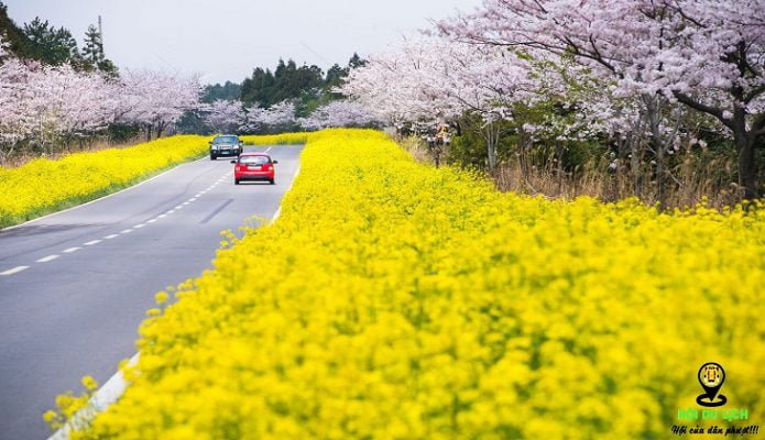 du lịch Nhật Bản, hoa cải vàng