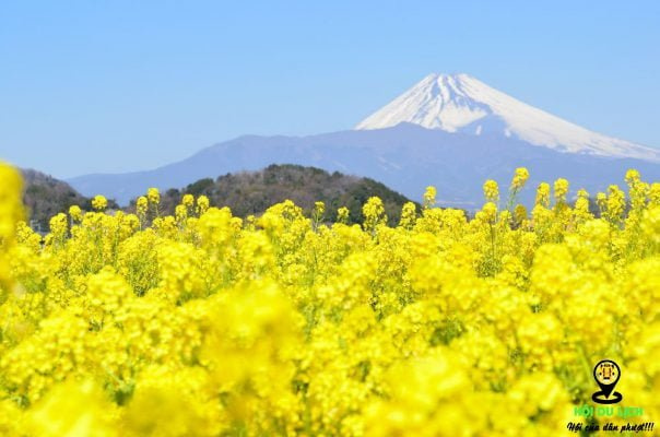 du lịch Nhật Bản, hoa cải vàng