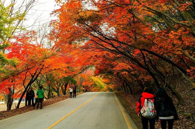 Top 3 địa điểm du lịch mùa thu Hàn Quốc không nên bỏ lỡ