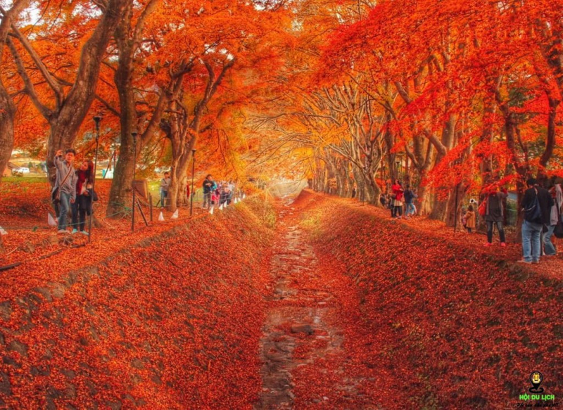 Du lịch Hàn Quốc, du lịch mùa thu trung quốc, du lịch Nhật Bản, mùa thu hàn quốc, mùa thu nhật bản