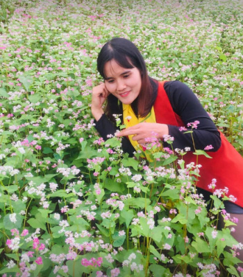 Lung linh vẻ đẹp hoa tam giác mạch ở Hà Giang