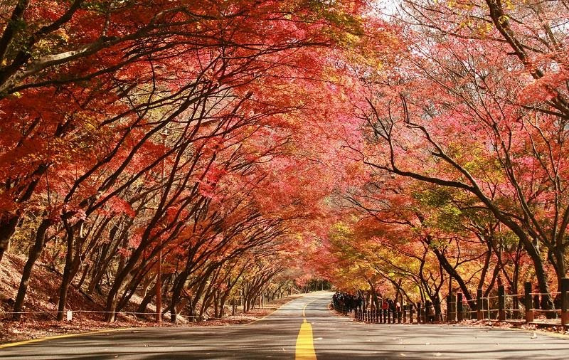 Du lịch Hàn Quốc, du lịch mùa thu hàn quốc