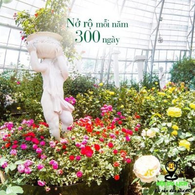 Đồi vạn hoa – điểm đến “mê hoặc” khách du lịch ở Nha Trang