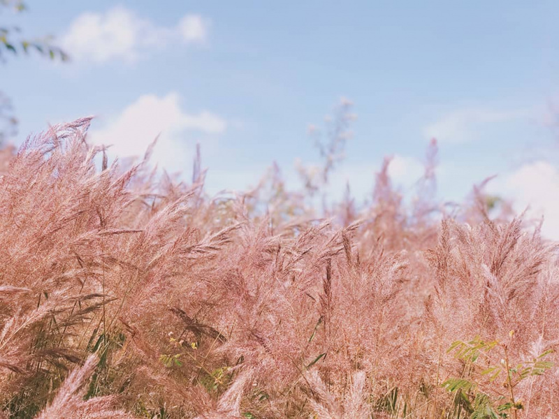Thả hồn nơi đồi cỏ hồng thơ mộng mới toanh ở Đà Lạt 