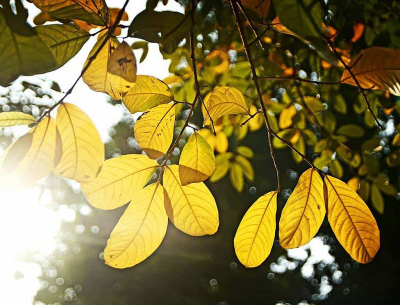 Hà Nội vẫn đẹp với mùa thu lá vàng mỗi mùa cận cuối năm 