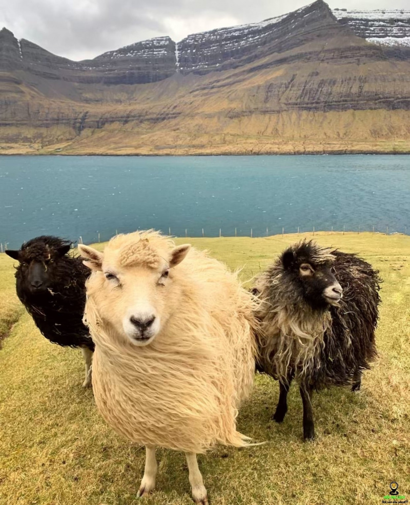 Đan Mạch, Đảo Faroe- vẻ đẹp tựa thiên đường chốn hạ giới ở Đan Mạch