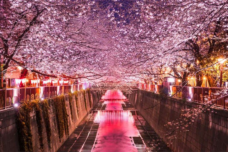 Mùa anh đào đến rồi, bỏ túi kinh nghiệm du lịch Nhật Bản vui trọn mùa hoa đi thôi 