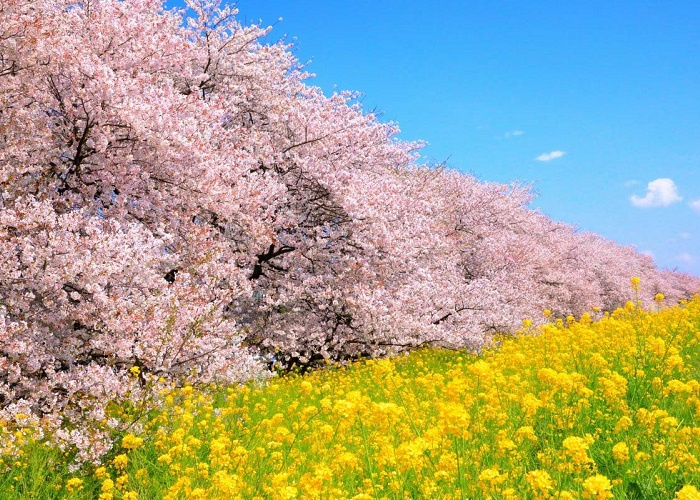 du lịch Nhật Bản, địa điểm du lịch Nhật Bản, du lịch Nhật Bản, phong cảnh đẹp Nhật Bản, vẻ đẹp độc đáo Nhật Bản, vẻ đẹp thần tiên của Nhật Bản