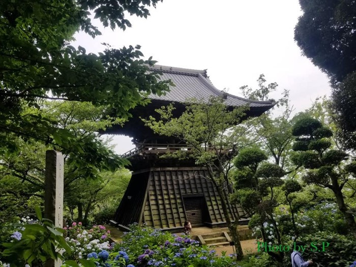 du lịch Nhật Bản, địa điểm du lịch Nhật Bản, hoa cẩm tú cầu Nhật Bản, chùa Amabiki Kannon, cẩm tú cầu Nhật Bản, du lịch Nhật Bản