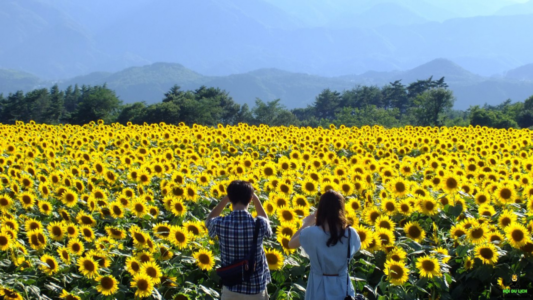 cánh đồng hoa hướng dương, du lịch Nhật Bản, Tokyo
